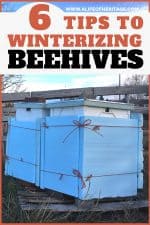 winterizing bee hives winterizing bee hives