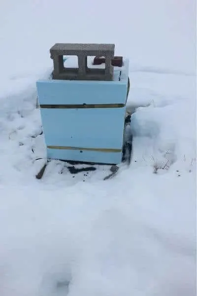 Insulating a beehive with blue insulation to keep it warm during the winter months