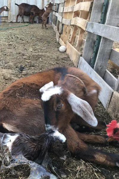 My goat Eva kidding in the goat pen