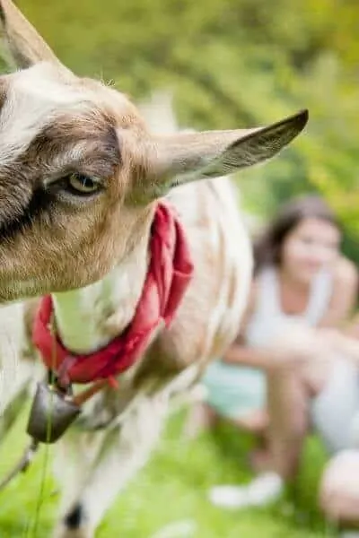 A goat is being chosen by a lovely family