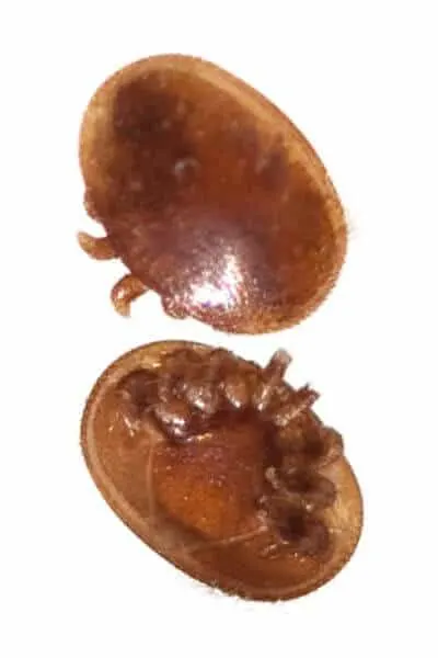 This is what varroa mites look like that invade bee hives