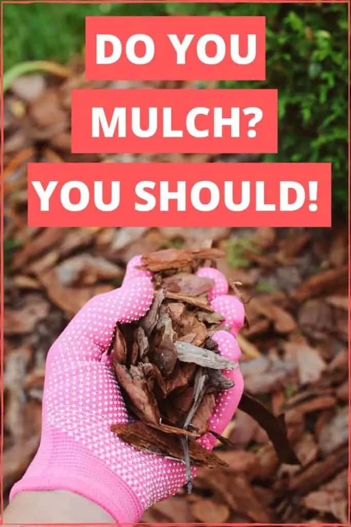 Mulching a garden is so important. These are some options to get your garden covered.