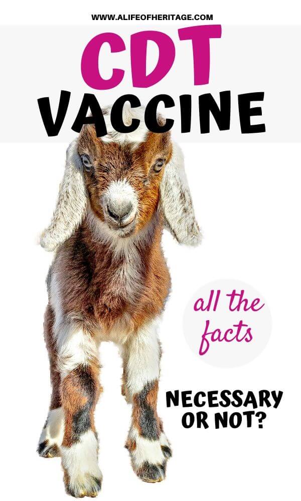 Find out about the CDT vaccine for goats