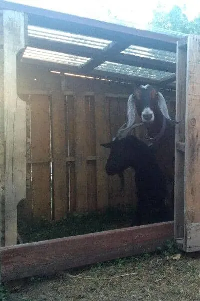 Kira and Zoey in the pallet goat shelter