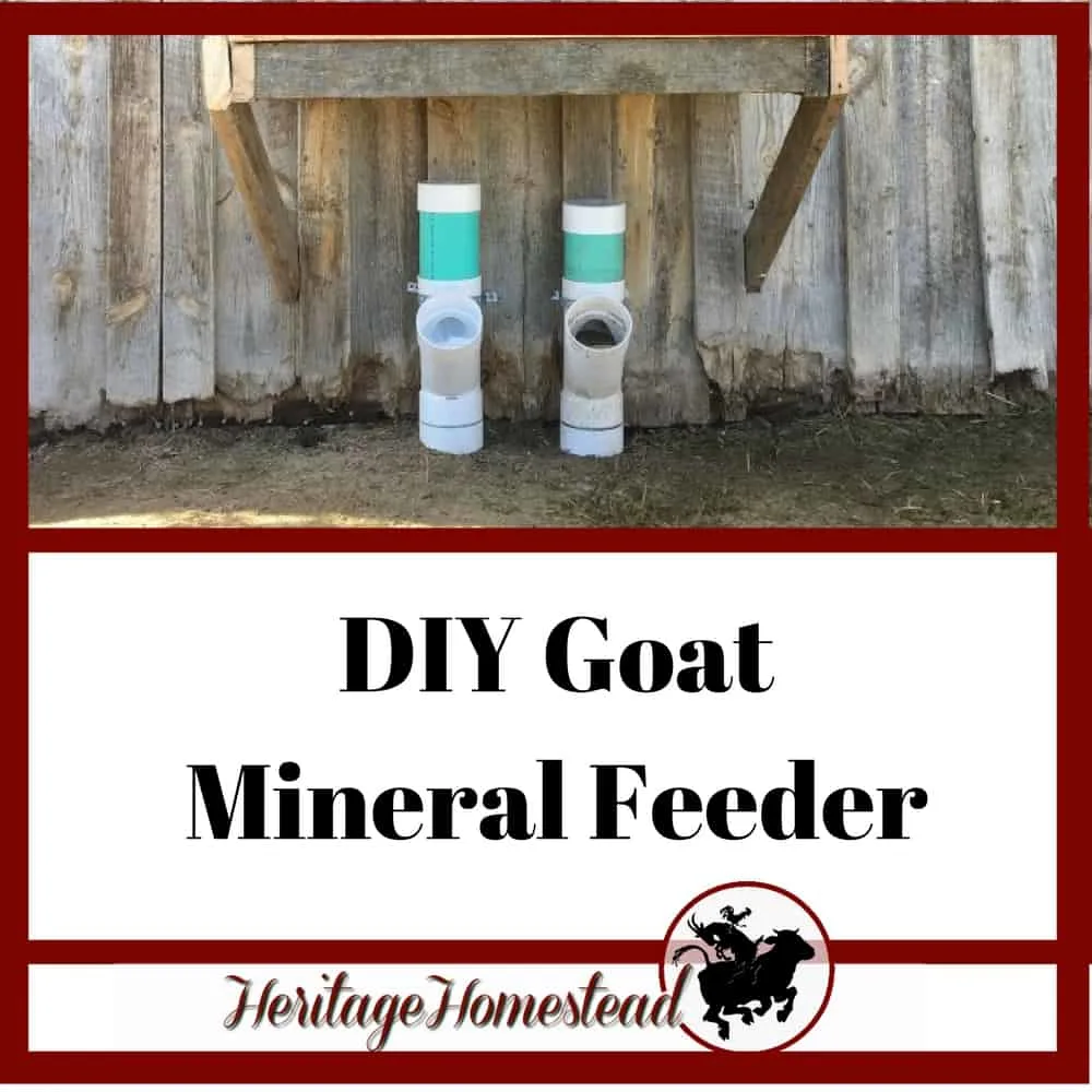 A goat mineral feeder that is easy to make and won't waste any expensive minerals. ✓ Inexpensive! ✓ Easy to assemble! ✓ Durable! ✓ Easy to check and fill.