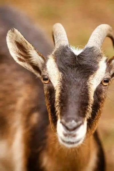 A goat owner needs to keep track of and up to date on all health related items they need to do to keep their goats healthy