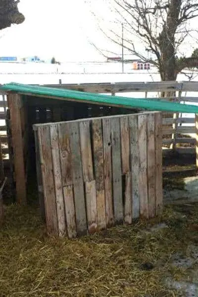 Pallet goat house that will keep goats warm and dry all winter long