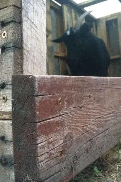 Zoey checking out the new pallet goat shelter