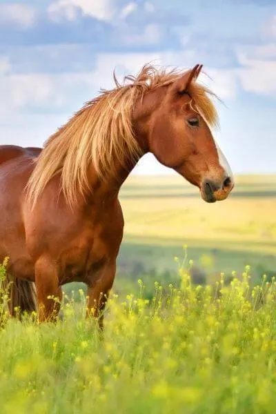 Beautiful horse standing in a luscious green pasture