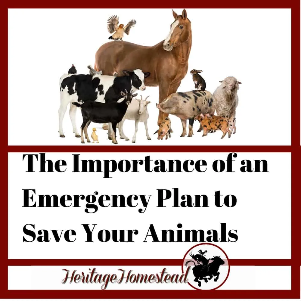 The Importance of an Emergency Plan to Save Your Animals