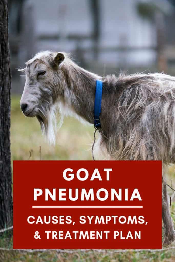 Goat Pneumonia Causes, Symptoms, Treatment Plan