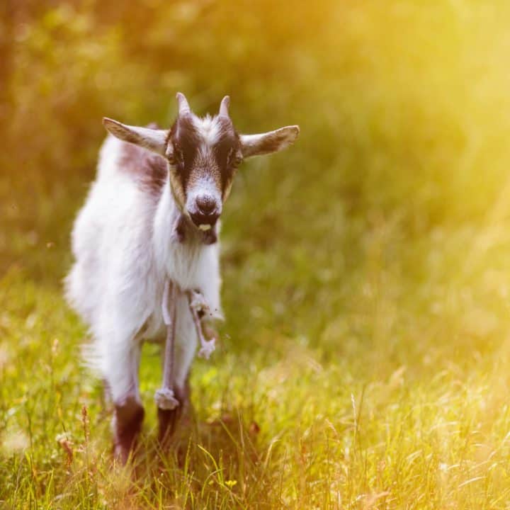 Goat Pneumonia is a leading killer in goats. Know the symptoms and the treatment options. Goat standing in green grass and sunlight