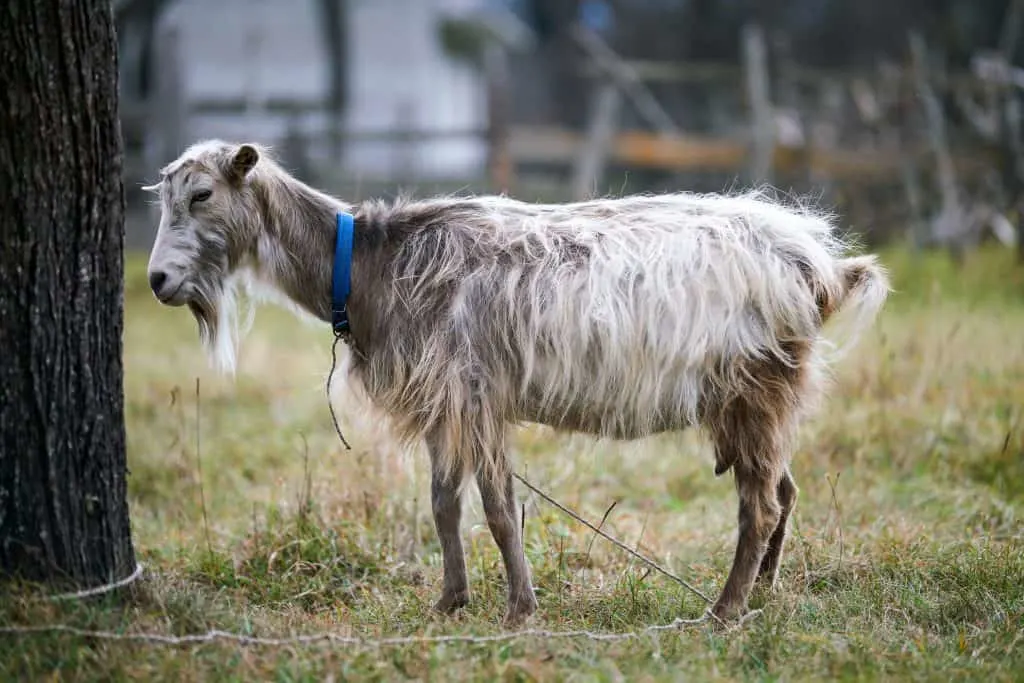 Goat pneumonia can kill a goat in as little as 4 hours. What for the signs and treat quickly! Goat with blue collar looking sickly
