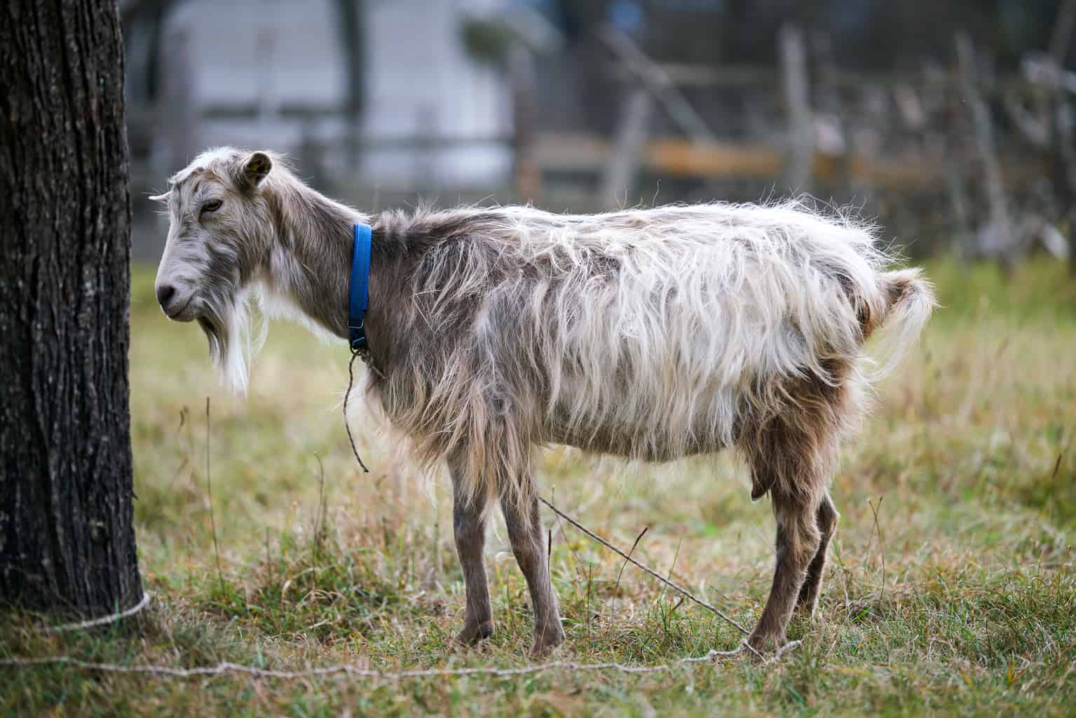 Goat Pneumonia Causes, Symptoms, Treatment Plan