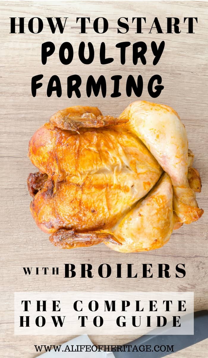 2023 Comprehensive Guide How to Start Poultry Farming with Broilers