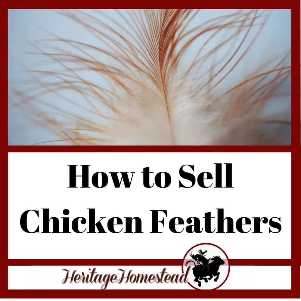 Chicken Feathers and how to sell them for profit