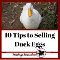 Duck Eggs