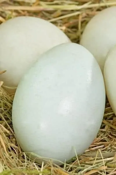 Four duck eggs on straw