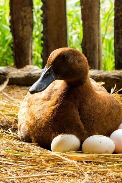 Duck sitting on duck eggs