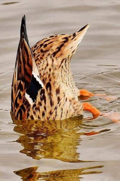 Duck upside down in the water