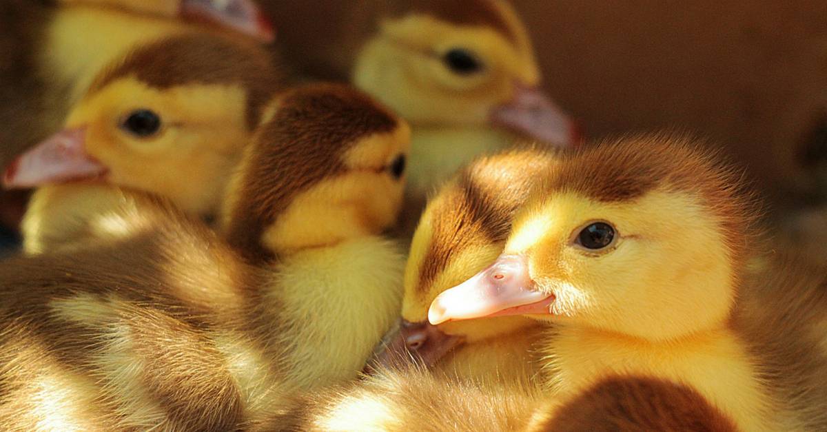 The Sure Fire Way to Raise Healthy Ducklings Who Thrive!