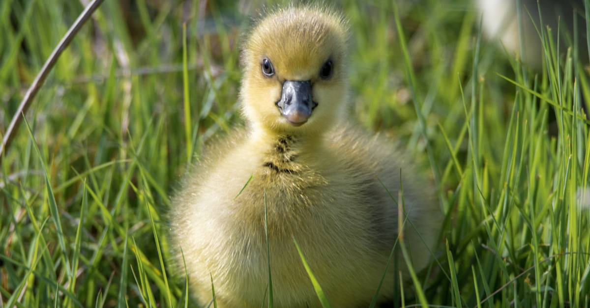 The Sure Fire Way to Raise Healthy Ducklings Who Thrive!