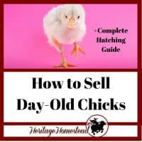 Hatching Chickens Eggs and How to Sell Them for a Profit