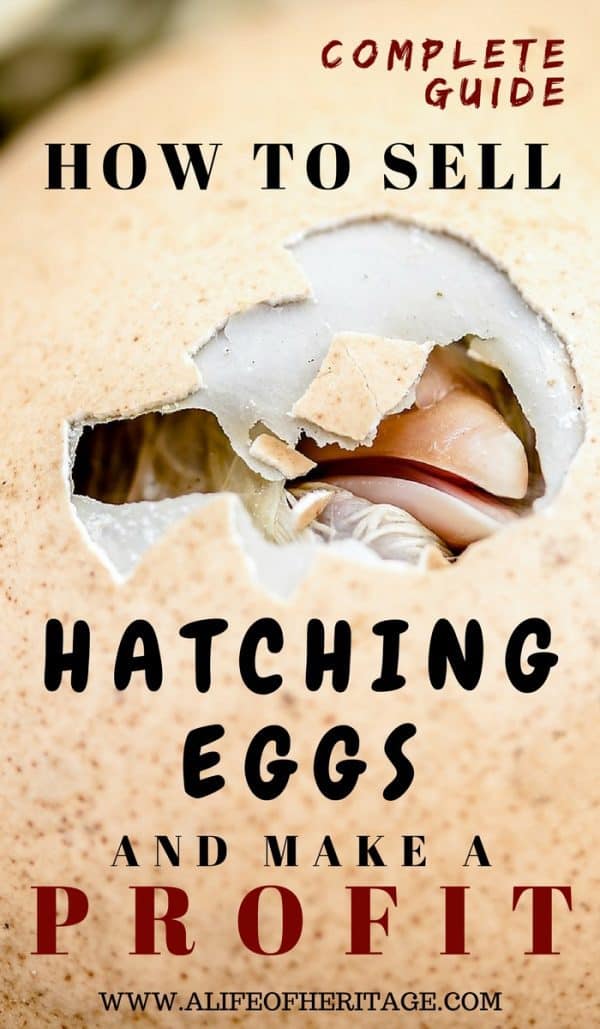 Complete Guide How to Sell Hatching Eggs and Make a Profit in 2024