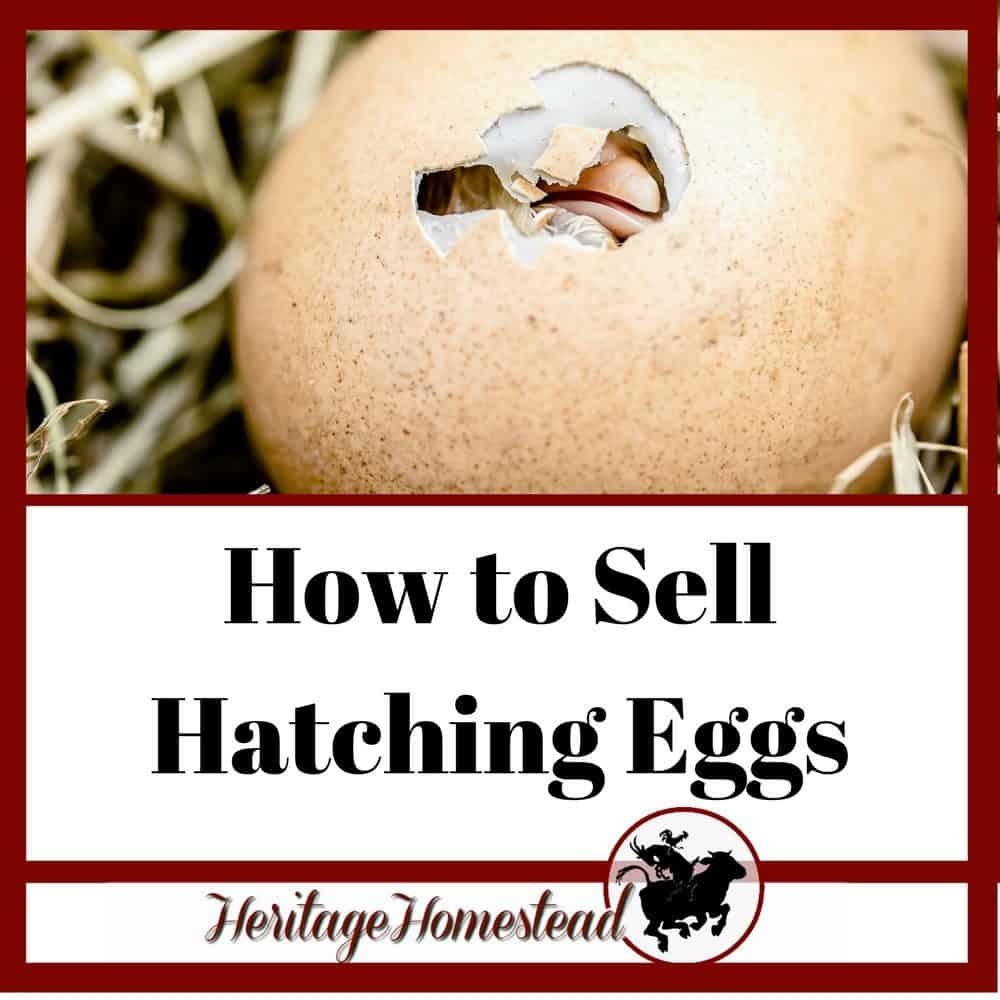 Chick Hatching. A complete guide to hatching eggs and selling hatching eggs.