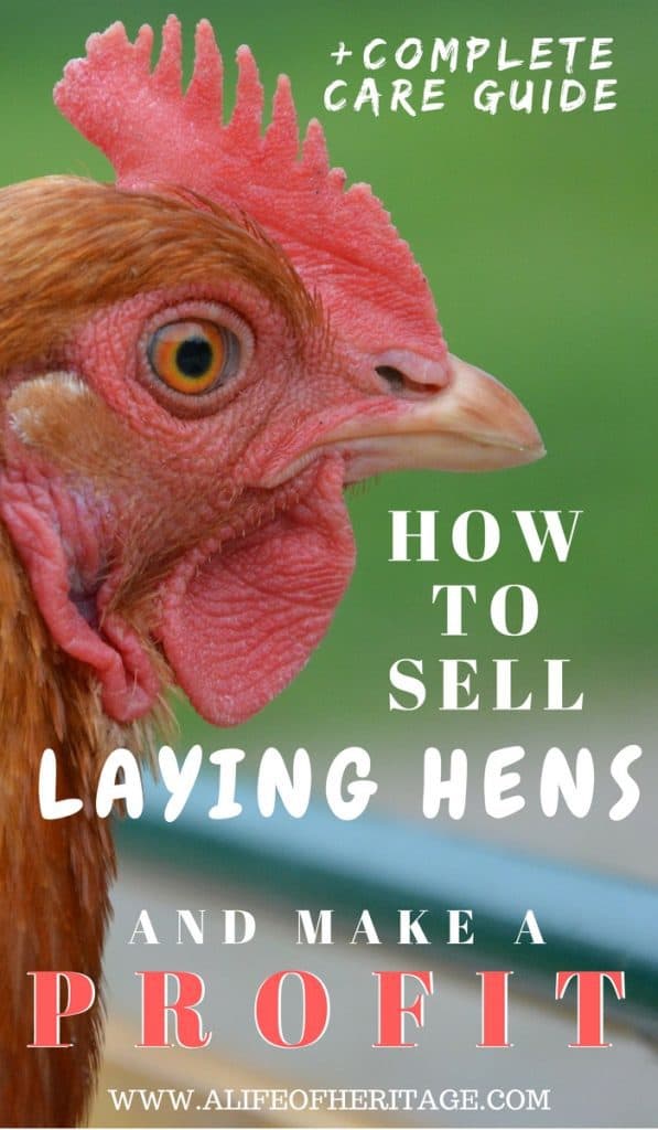 How To Sell Laying Hens And Make A Profit Complete Care