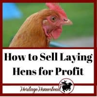 Laying hens and how to sell a laying hen for profit
