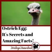 Ostrich egg and all the facts