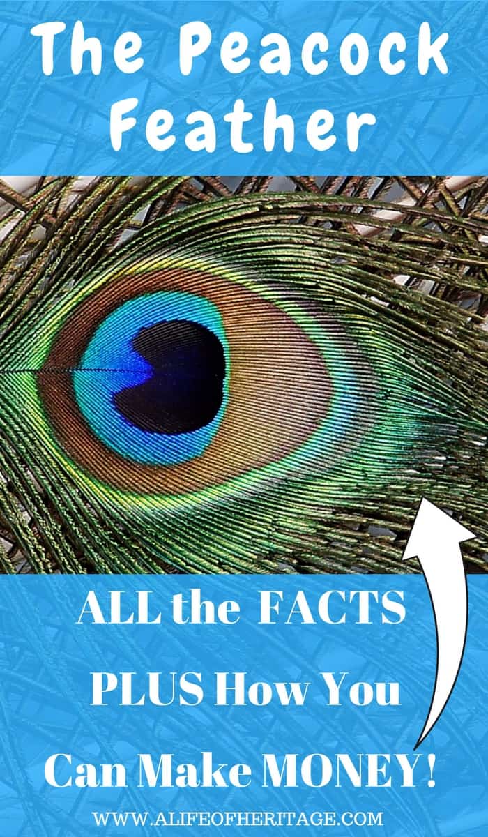 The Peacock Feather: All the Facts (+YOU Can Make a Profit with Them!)
