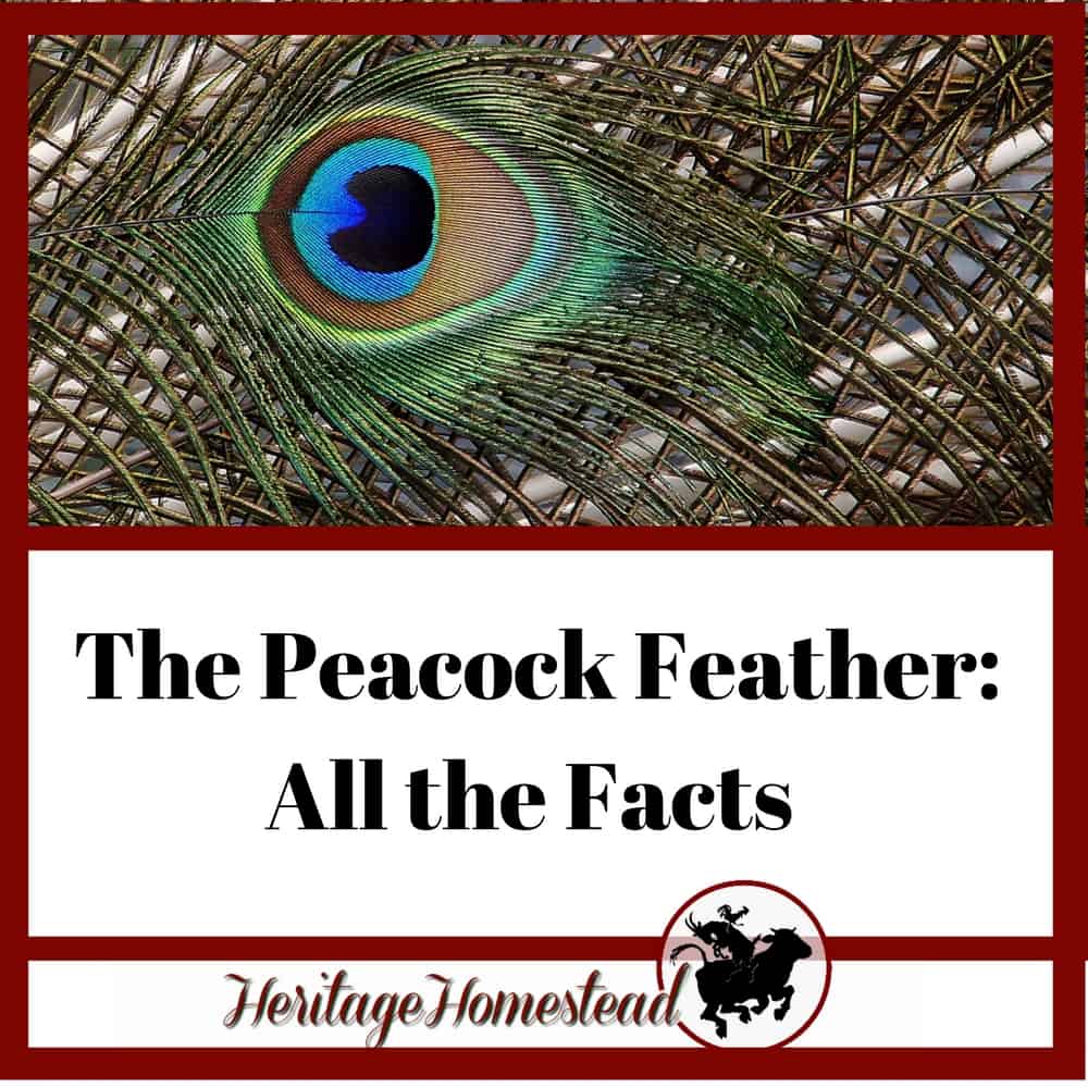 Peacock Feathers and all the facts