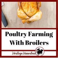 Poultry farming with broilers. Cooked whole chicken