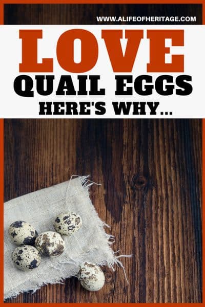 What you NEED TO KNOW About the Popular Quail Eggs (+Profit Too!)