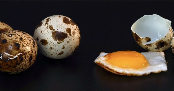 What you NEED TO KNOW About the Popular Quail Eggs (+Profit Too!)