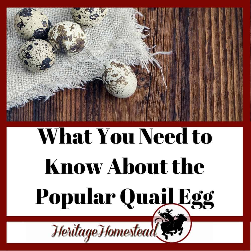 What you NEED TO KNOW About the Popular Quail Eggs (+Profit Too!)