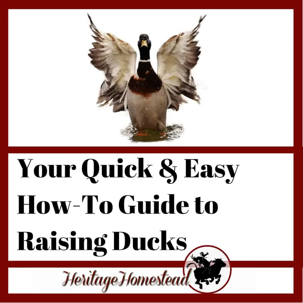 Your quick and easy how to guide to raising ducks