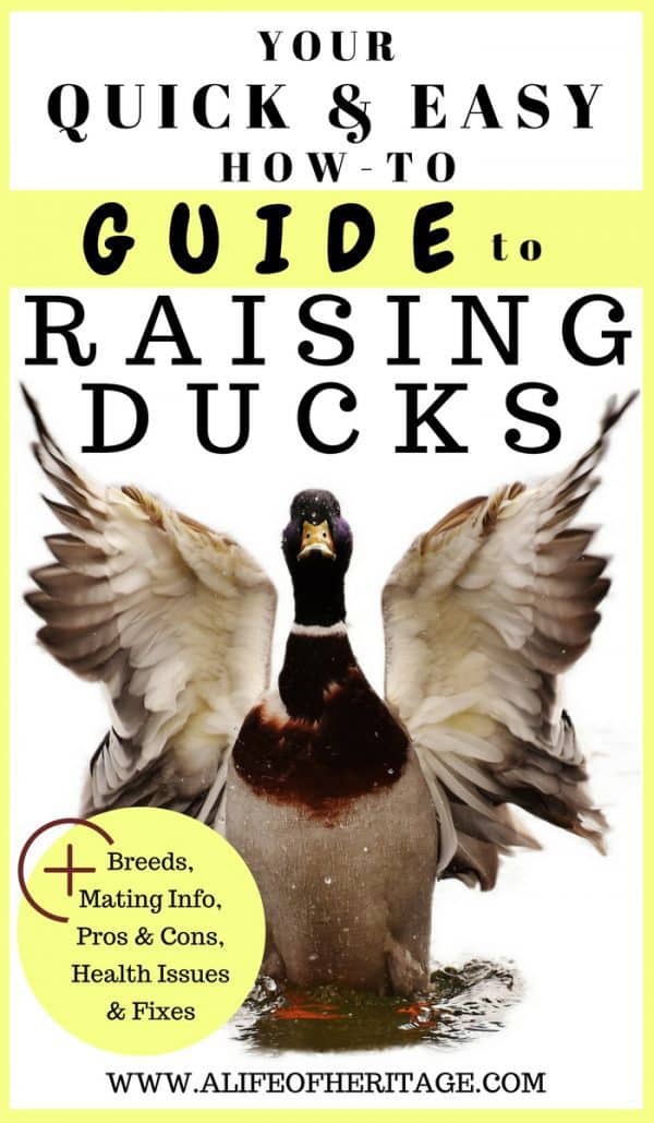 Your Quick and Easy How-To Guide to Raising Ducks