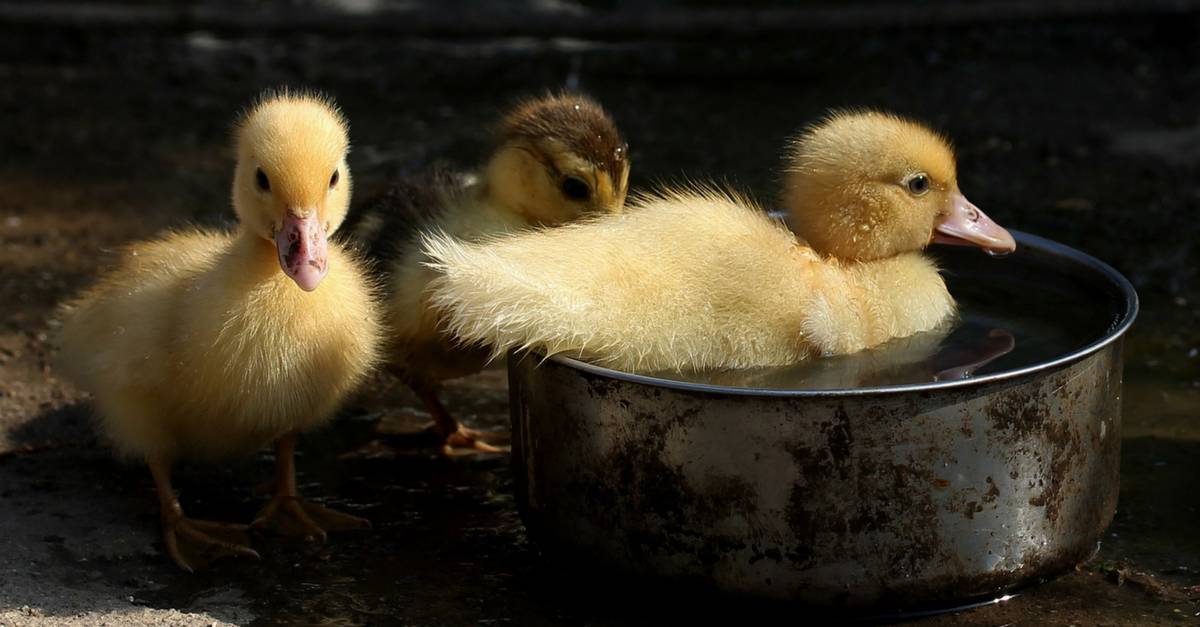 The Sure Fire Way to Raise Healthy Ducklings Who Thrive!