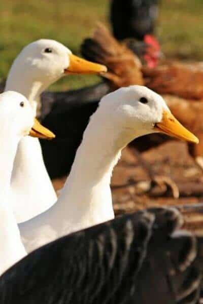 Three white ducks who will lay delicious and healthy duck eggs