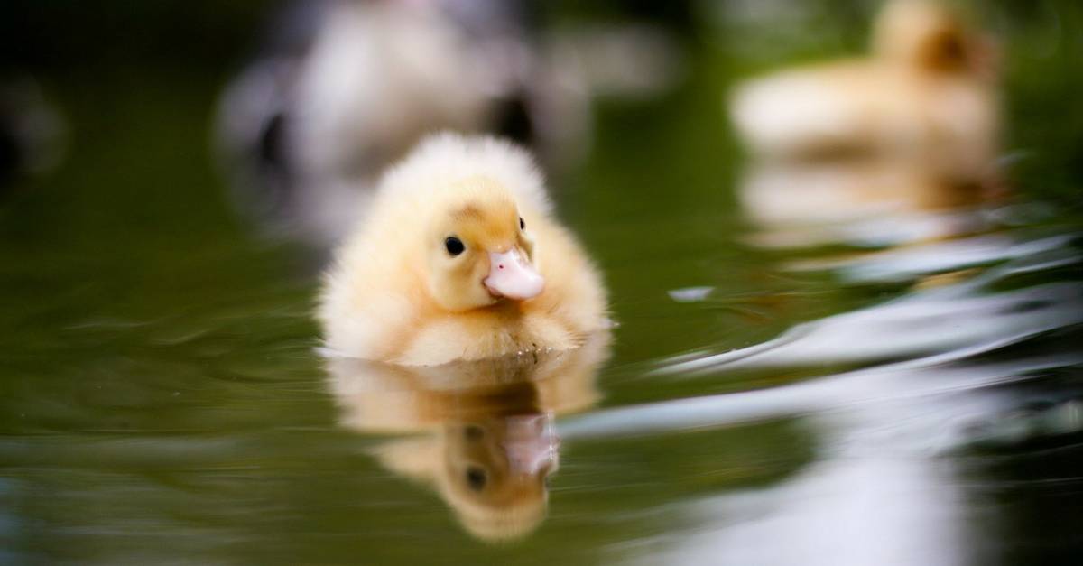 Your Quick and Easy How-To Guide to Raising Ducks