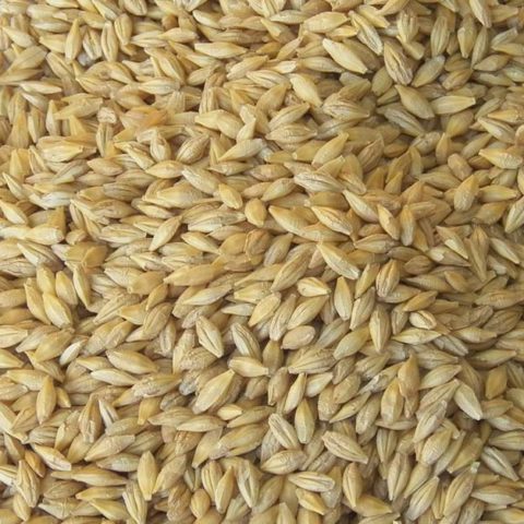Barley Grain for growing fodder sprouts