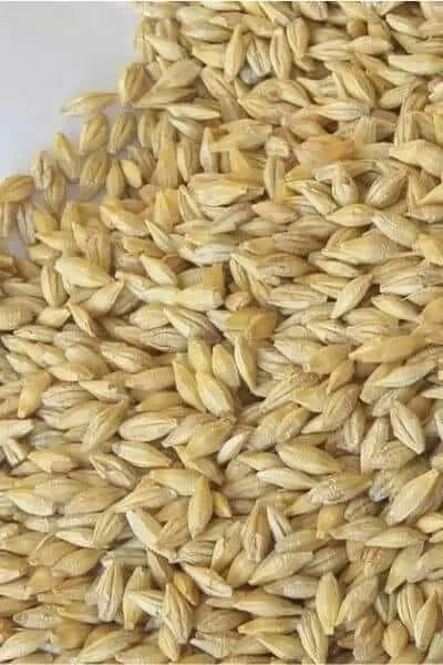 Barley grain is a great grain to be used for goats and it can be used for fodder