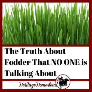 Growing Fodder for Animals
