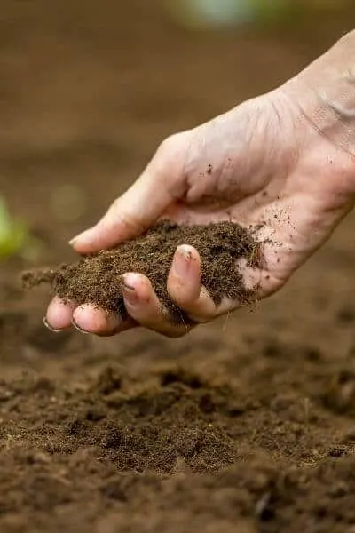 Garden soil will be healthy when tilling stops