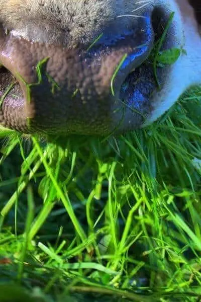 Cow eating grass fodder