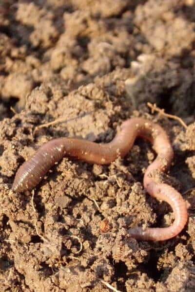 Earthworms and life in the soil are so important for garden health and no tilling will help