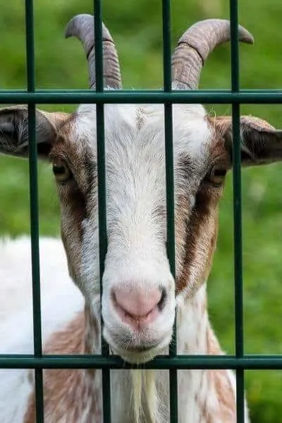 Goat looking through fence to the fodder on the other side